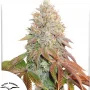 Насіння конопель Auto Banana Blaze® від Dutch Passion